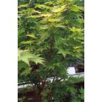 sasgokaku_japanese-maple.jpg